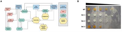 Using Metabolic Engineering to Connect Molecular Biology Techniques to Societal Challenges